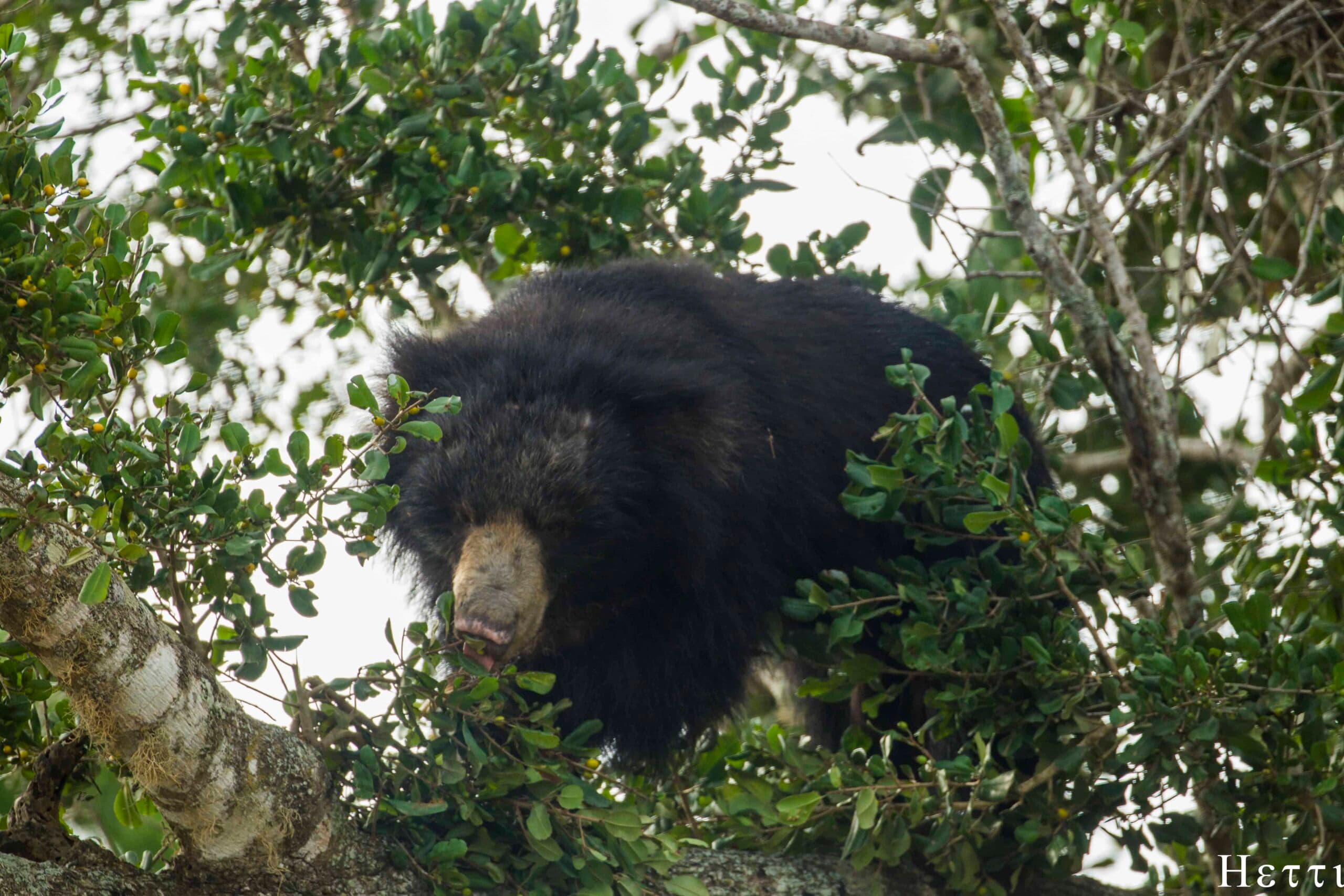 A sloth bear resting in the branches of a tree in a Sri Lankan forest