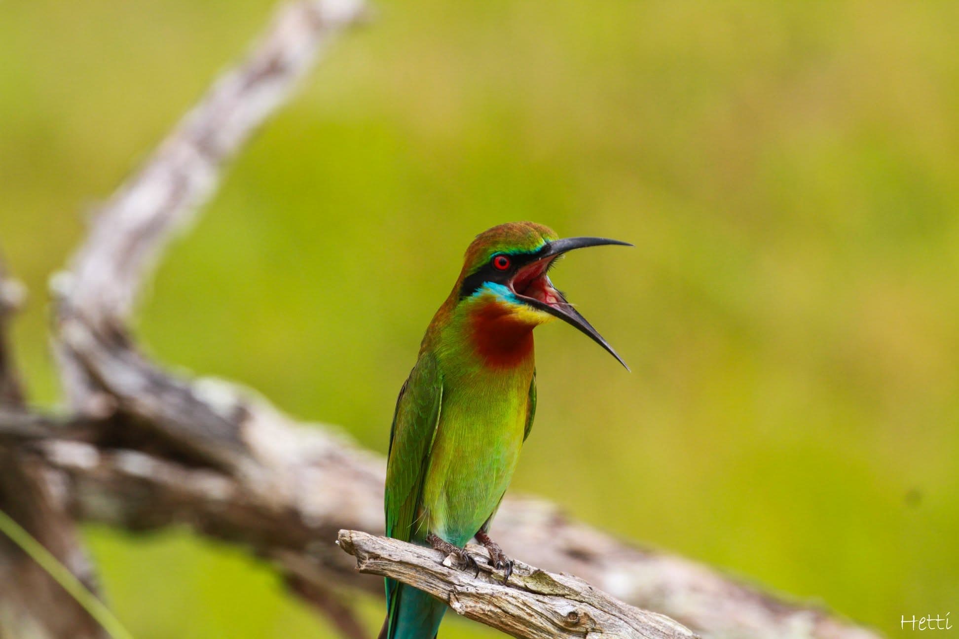 A green bee-eater perched on a branch with its beak open, calling