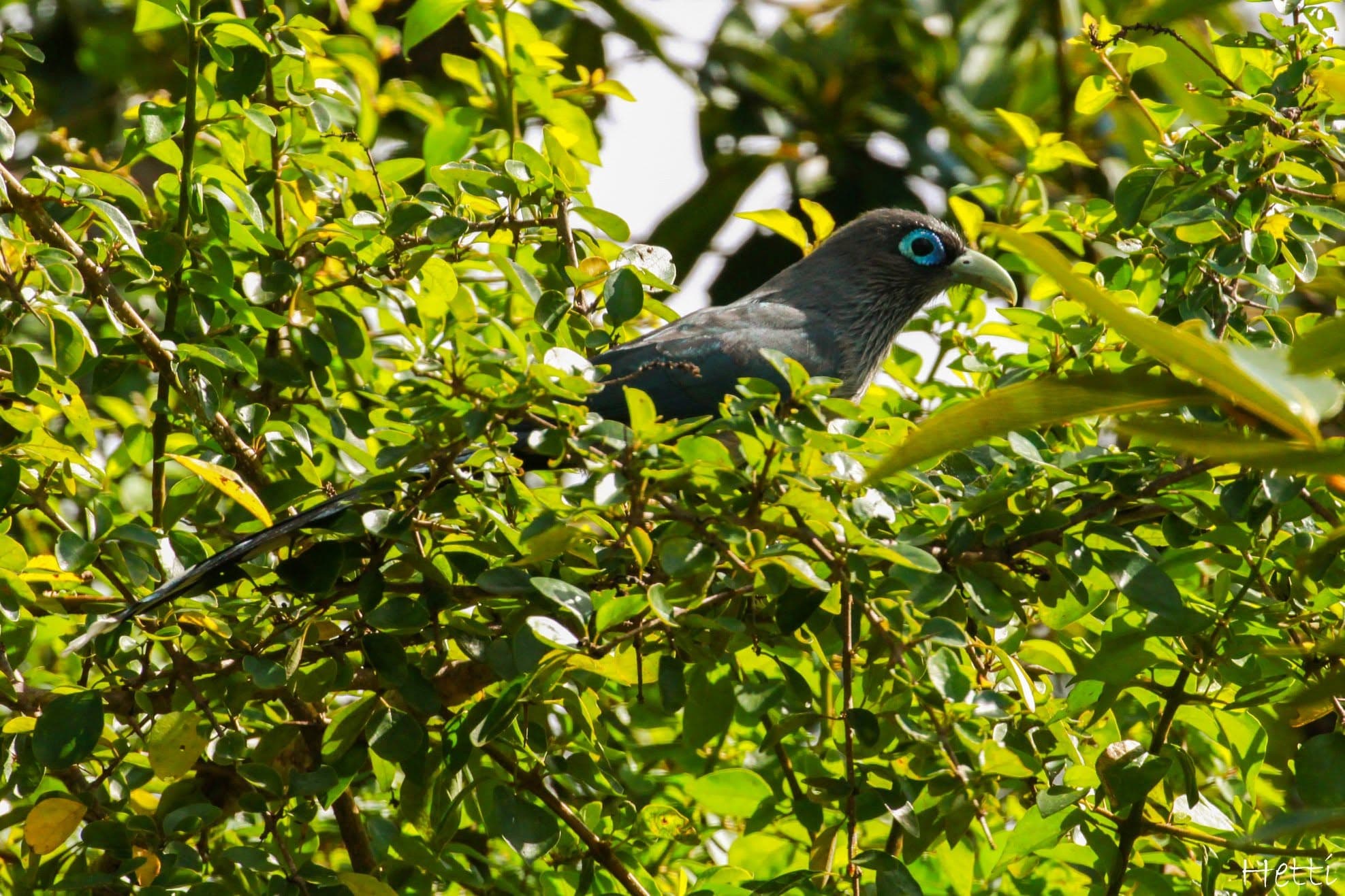 A dark forest bird with a bright blue eye patch and pale green beak, perched among leaves in Sri Lanka
