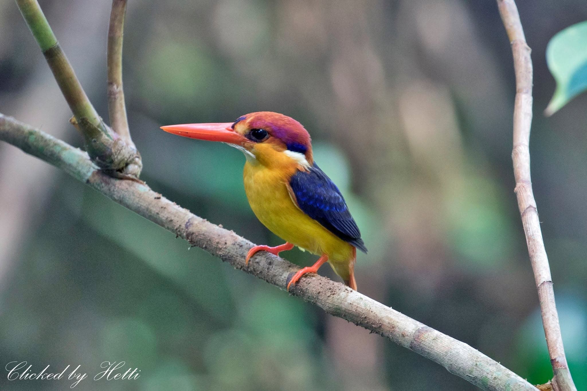 A small kingfisher with an orange head and yellow body perched on a branch in a Sri Lankan forest