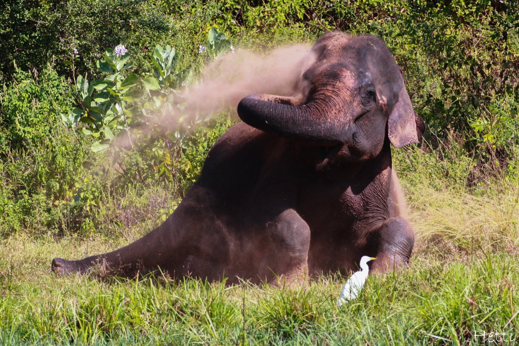 An elephant sitting in grass, spraying dust over itself, in a Sri Lankan national park
