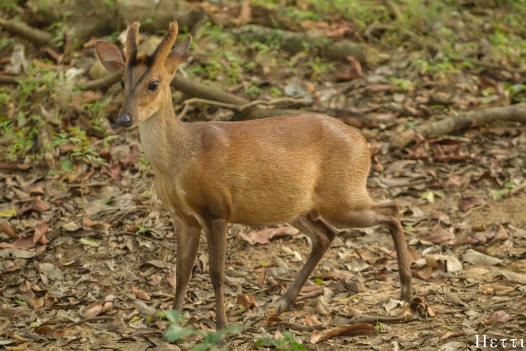 A small deer standing among fallen leaves on a Sri Lankan forest floor