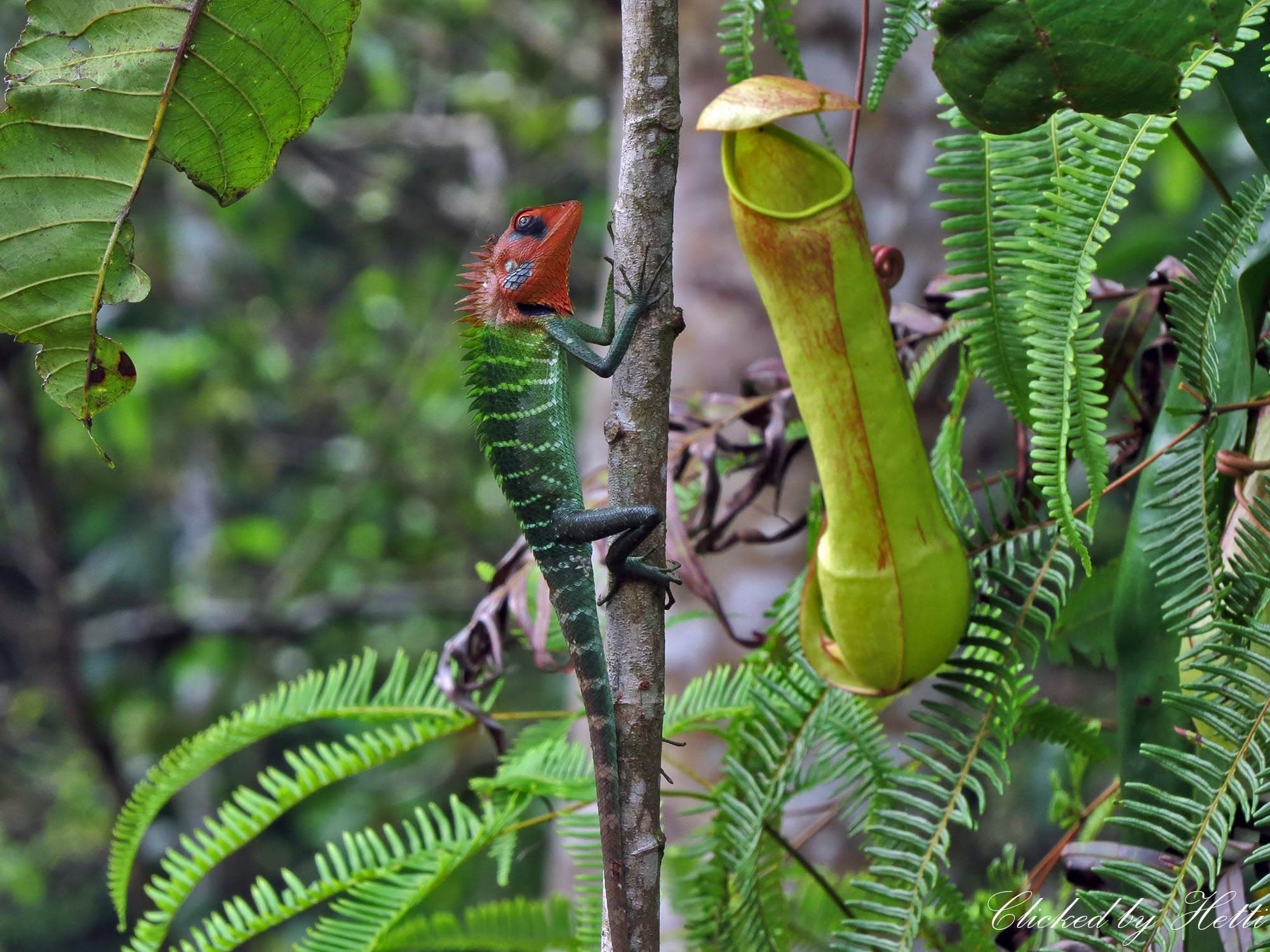 A red-headed green garden lizard climbing a branch next to a pitcher plant