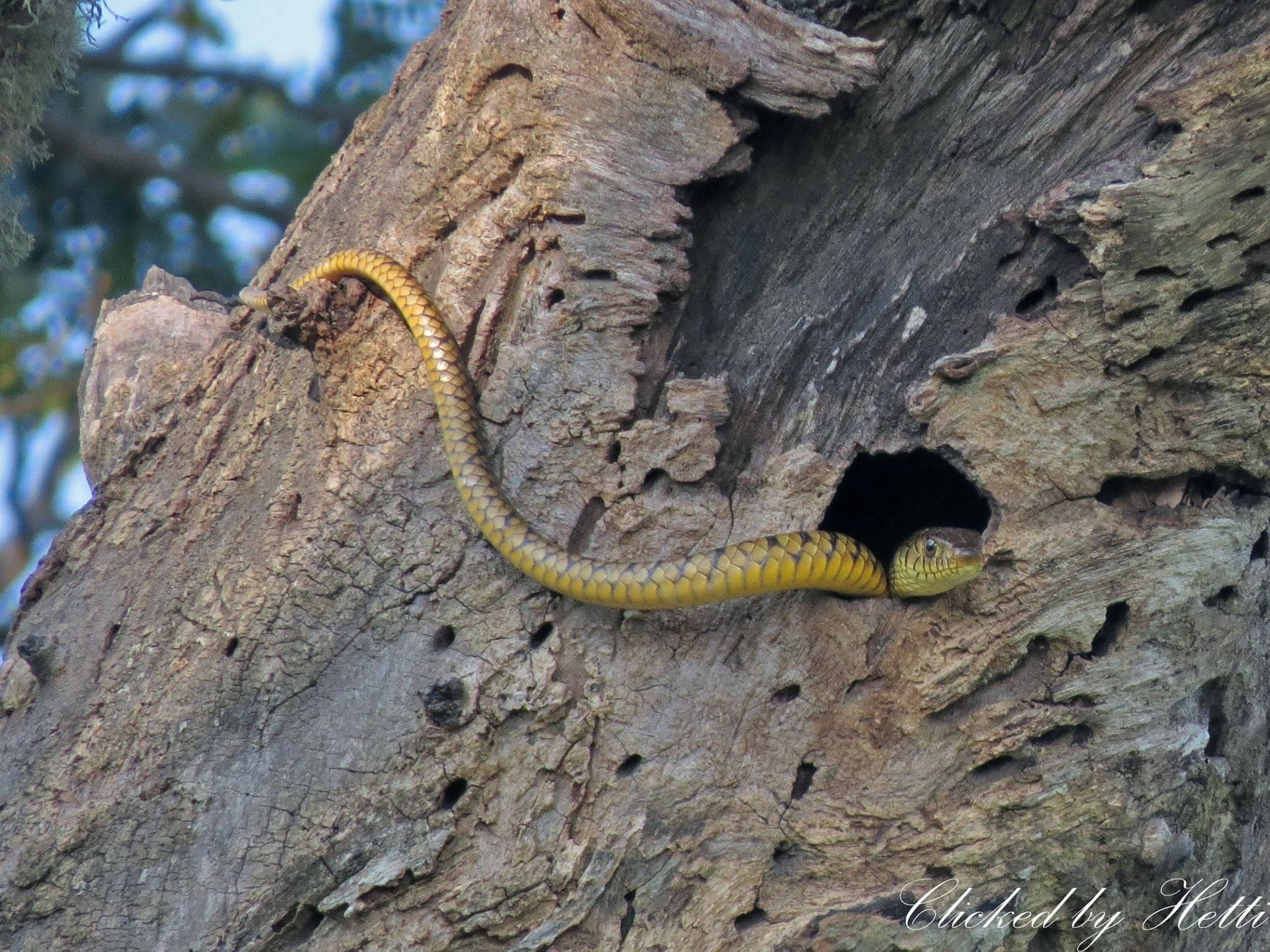 A golden tree snake emerging from a hollow in a tree trunk