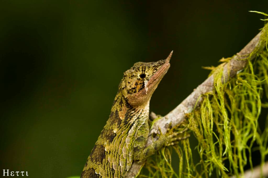 A green forest lizard perched on a mossy branch in a Sri Lankan forest