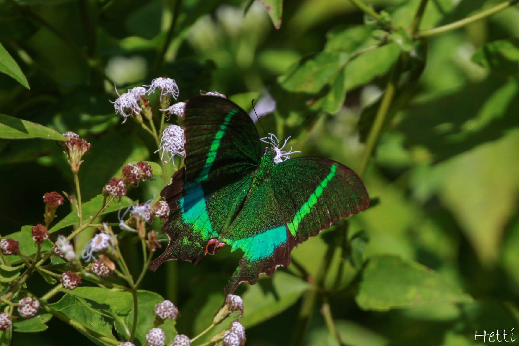 A butterfly with iridescent green and black wings resting on white flowers