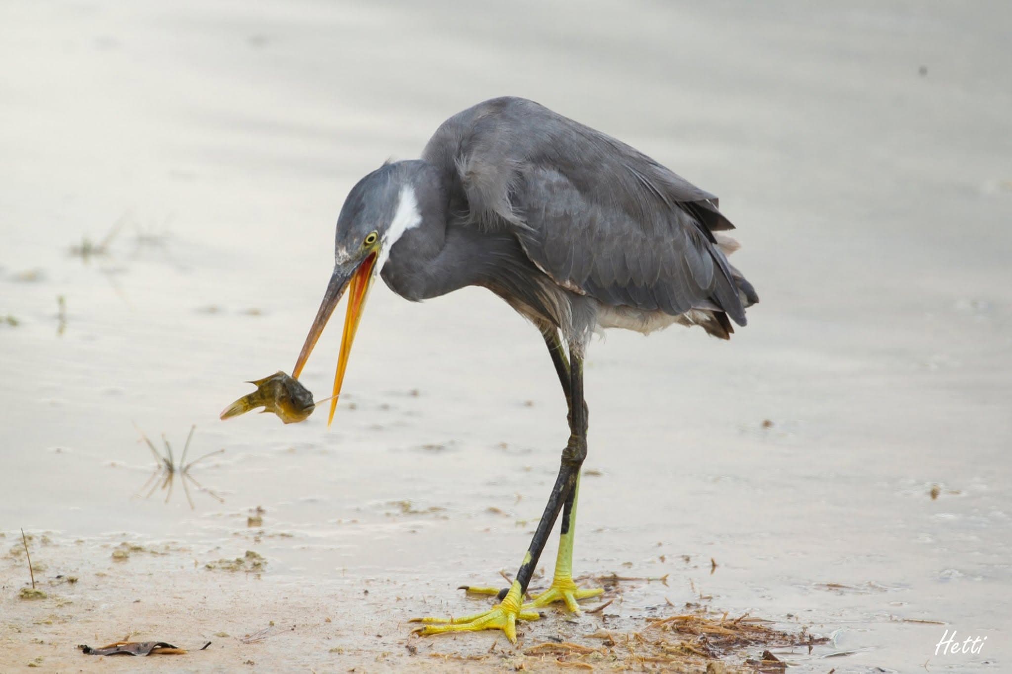 A heron holding a freshly caught fish in its beak while standing in shallow water