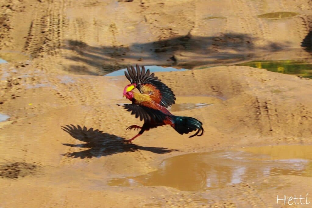 A junglefowl in mid-flight over sandy ground in Sri Lanka
