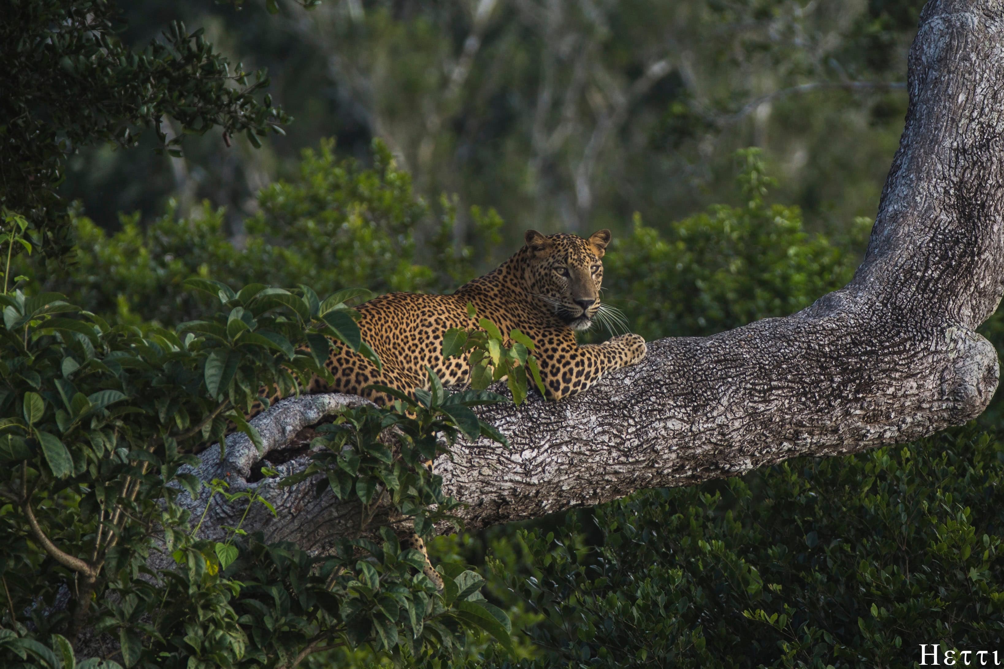 A leopard lying on a tree branch, alert, looking toward the camera in a Sri Lankan forest