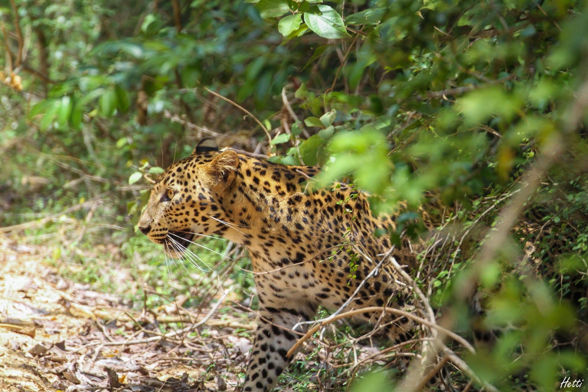 A leopard standing alert among dense forest undergrowth in Sri Lanka