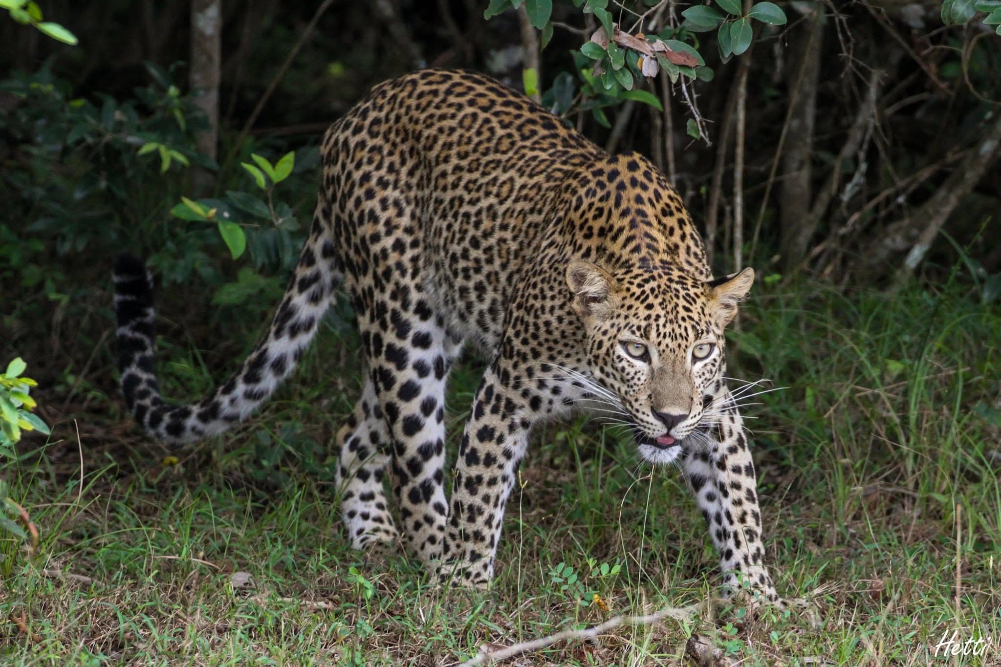 A leopard walking toward the camera through grass in a Sri Lankan forest
