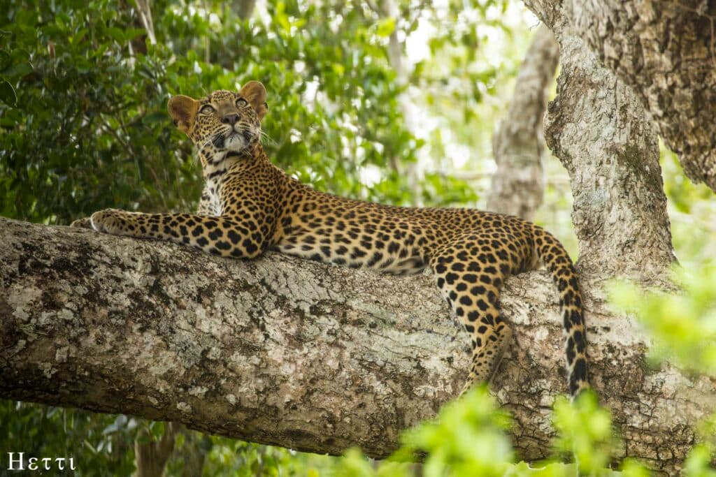 A leopard resting on a tree branch, looking upward, in a Sri Lankan forest