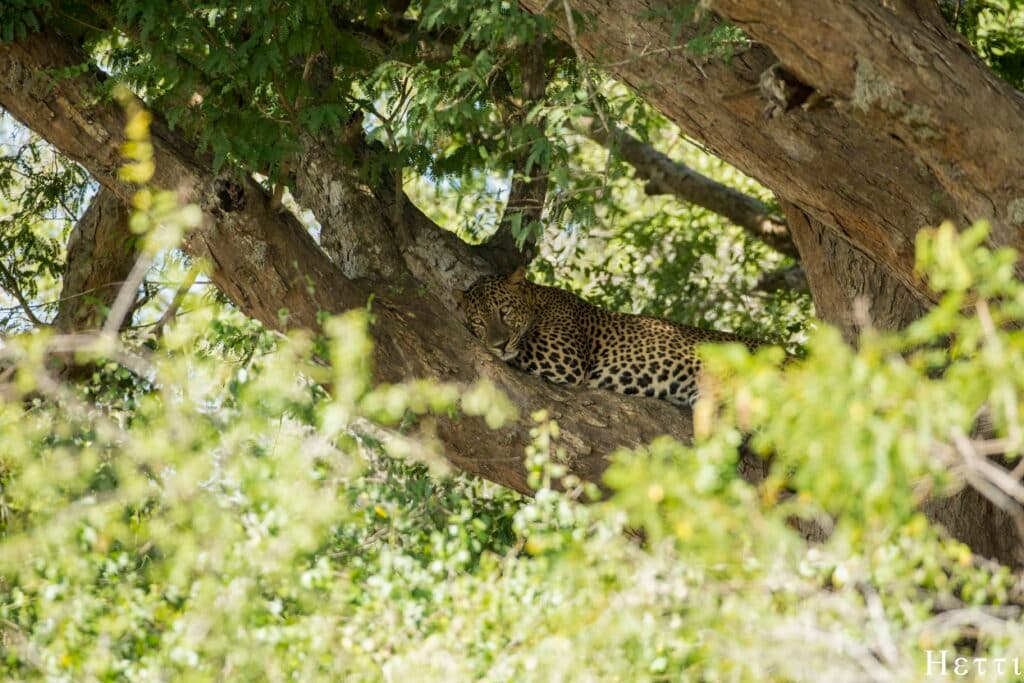 A leopard resting in the fork of a tree, camouflaged among the branches, in a Sri Lankan forest