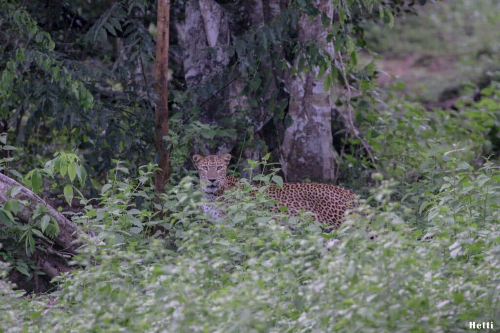A leopard resting in dense undergrowth, partly hidden by foliage, in a Sri Lankan national park