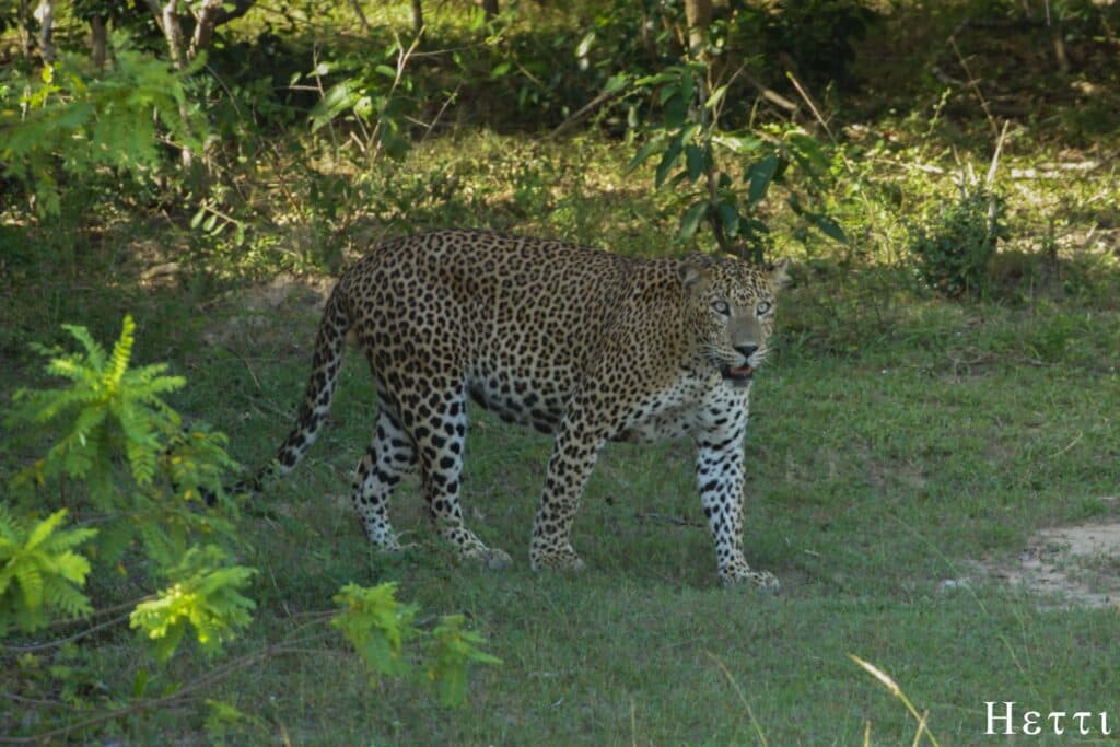 A leopard walking through grass in a Sri Lankan national park