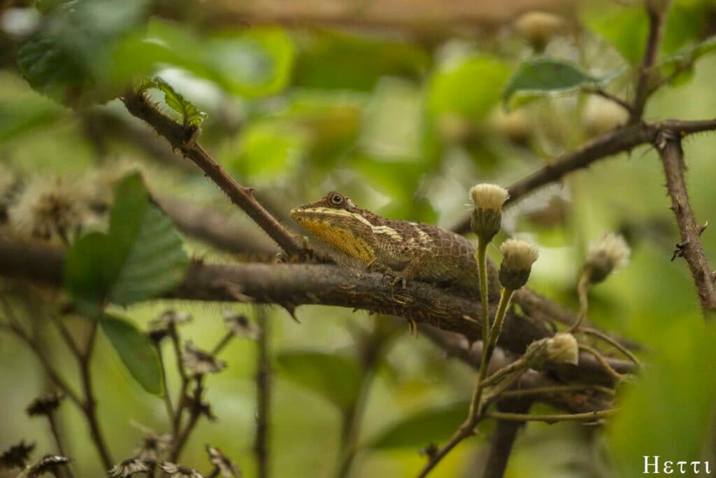 A lizard perched on a branch among leaves in a Sri Lankan forest