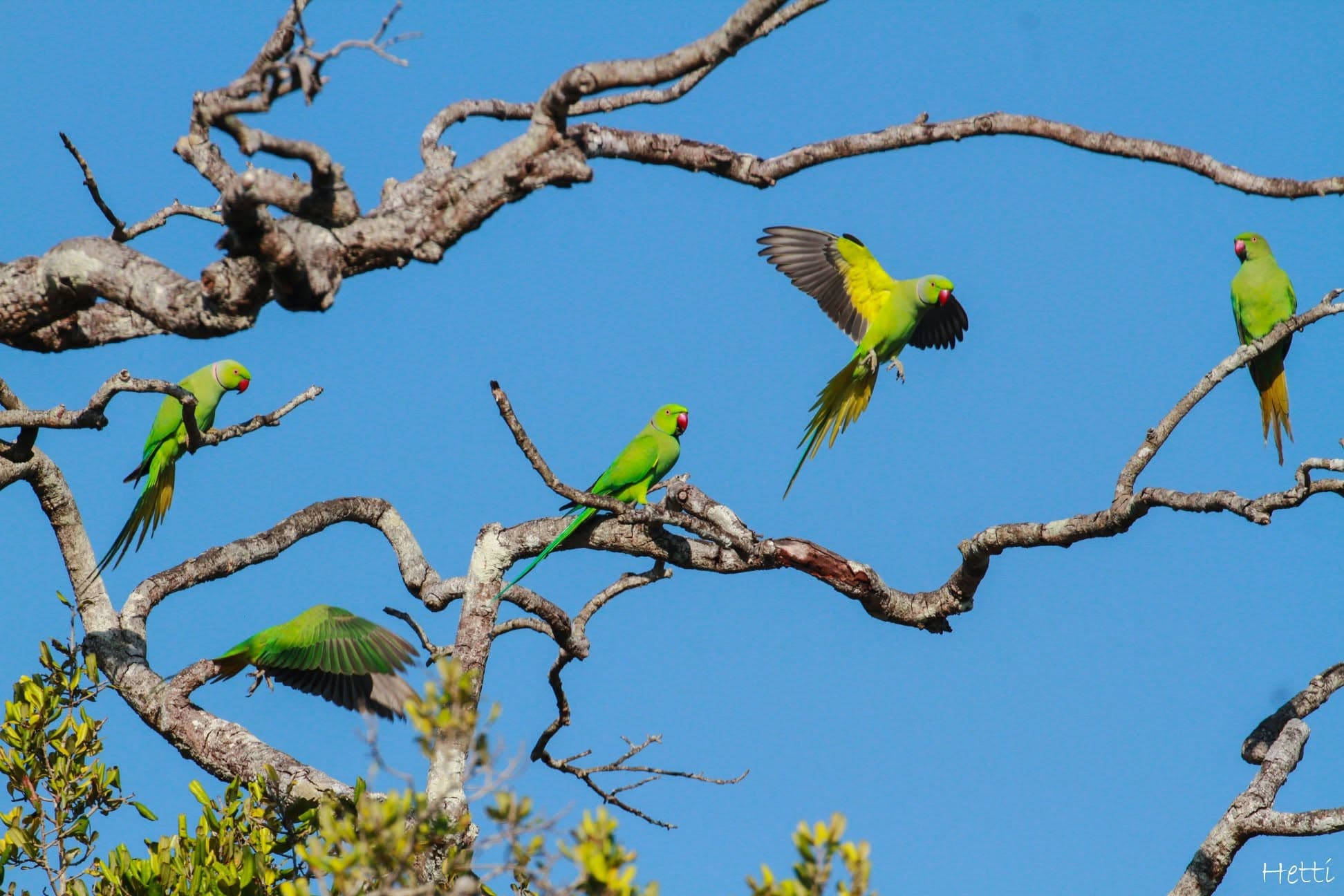 A flock of green parakeets perched and in flight among tree branches in Sri Lanka