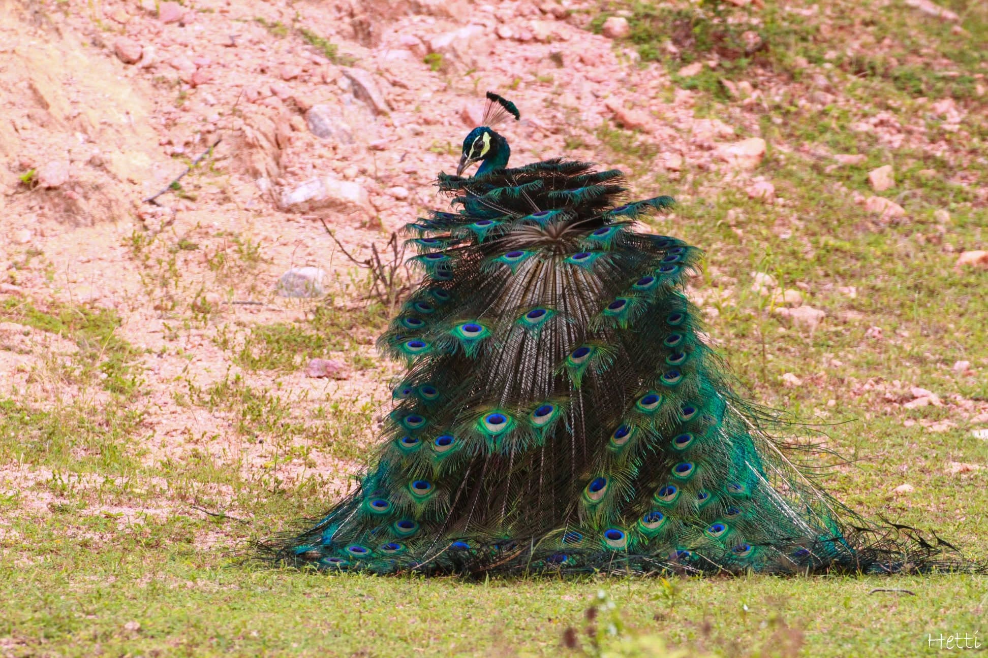 A peacock with its tail feathers fully fanned out in display