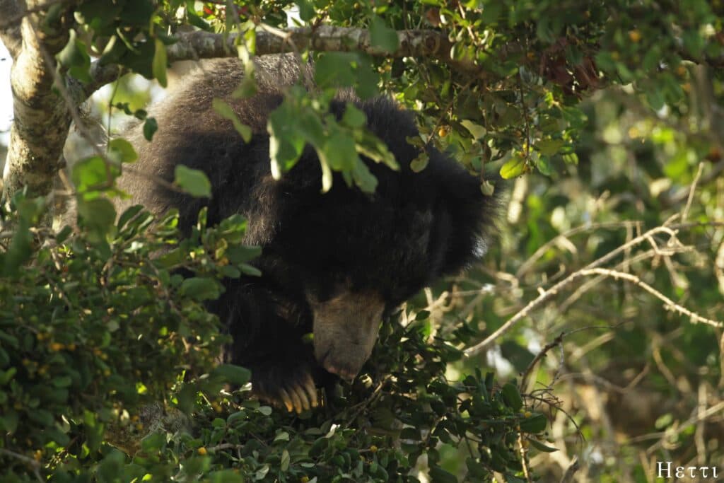 A sloth bear foraging in a tree, partly hidden by leaves, in a Sri Lankan forest