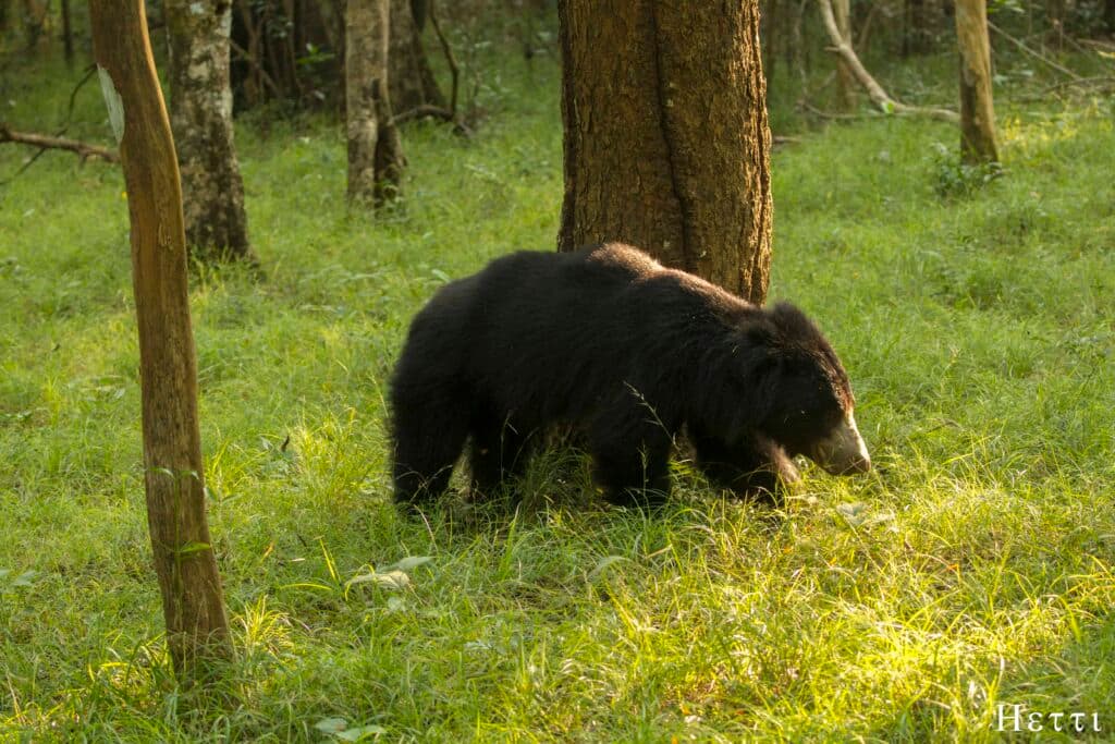 A sloth bear walking through grass among trees in a Sri Lankan forest