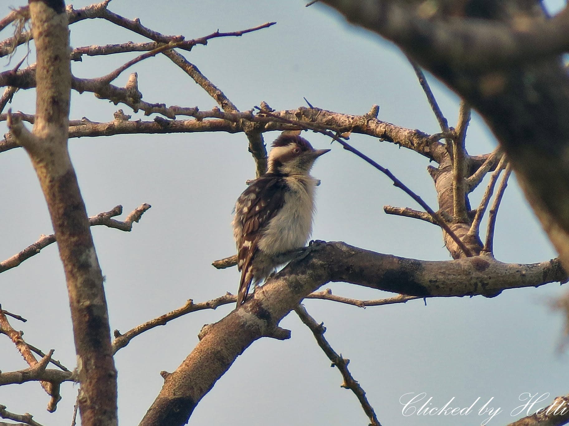 A woodpecker perched on a bare branch against the sky in Sri Lanka