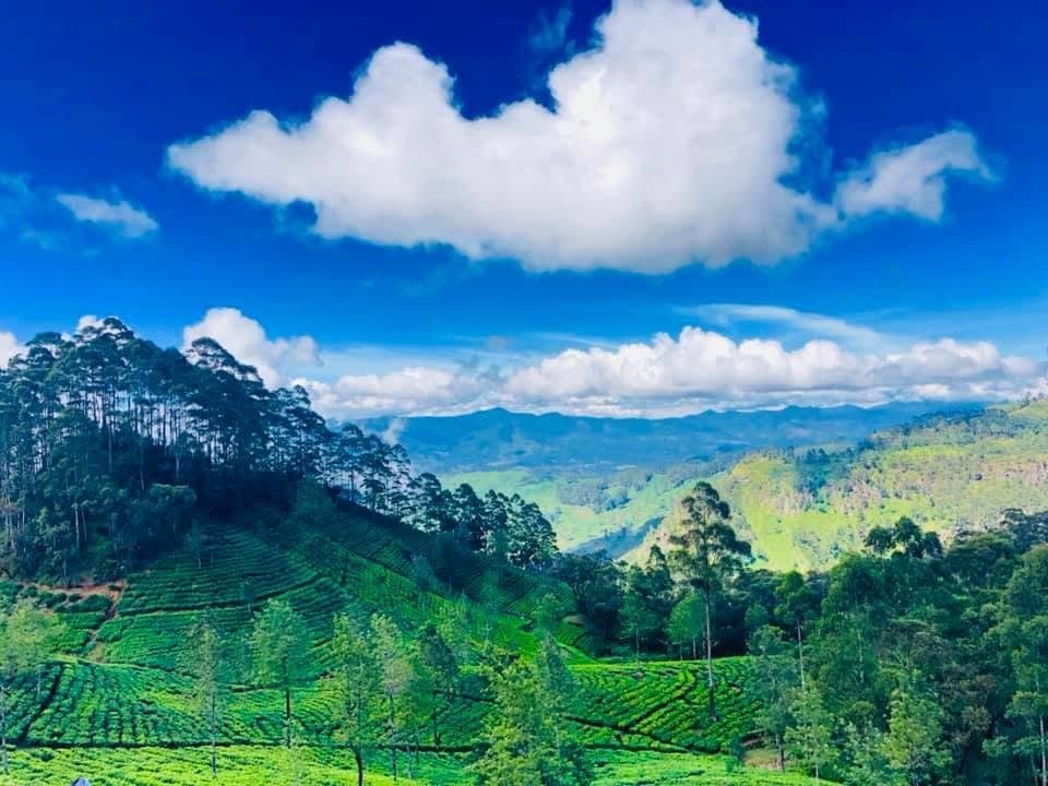 Rolling tea plantation hills with dense forest, in Sri Lanka's central highlands