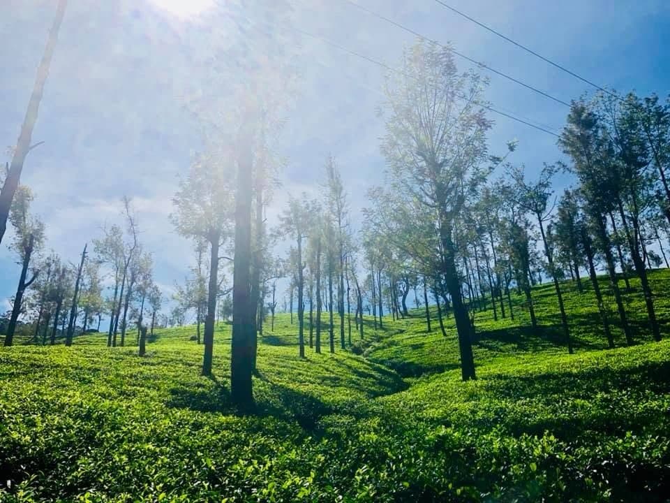 Sunlight filtering through trees on a hill-country tea estate