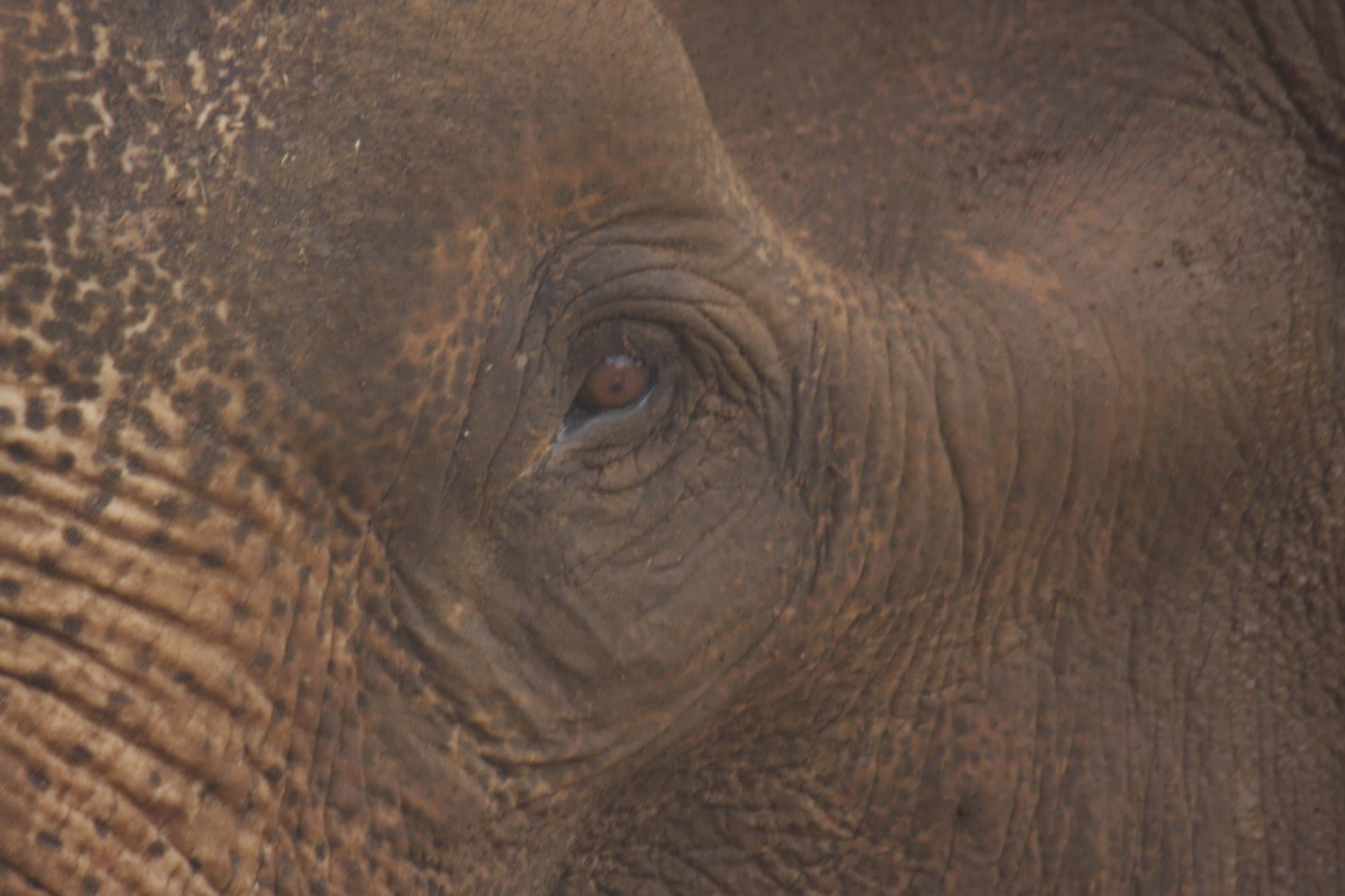 A close-up of an Asian elephant's eye and the textured skin around it