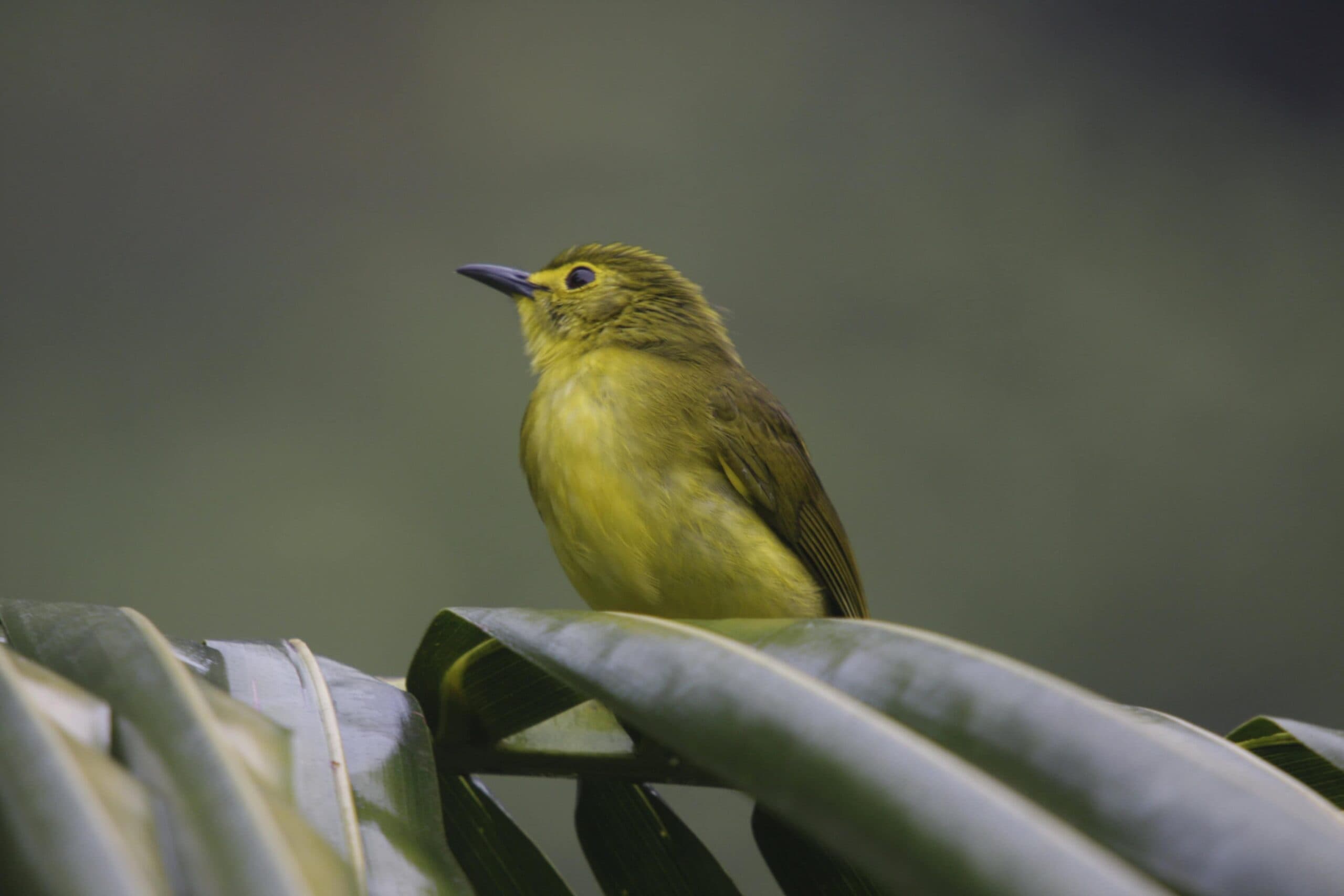 A small yellow-green bird perched on a palm leaf in a Sri Lankan forest