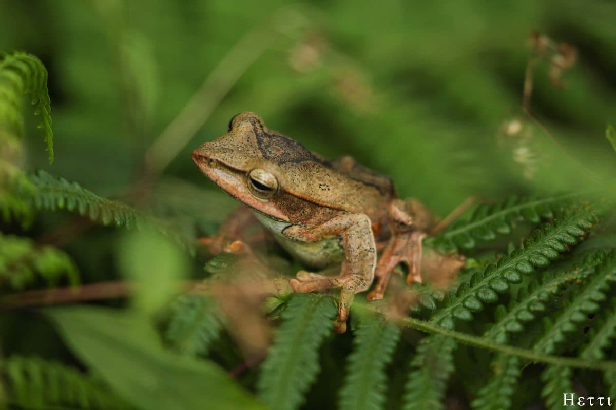 A small frog resting on a fern leaf in a Sri Lankan forest