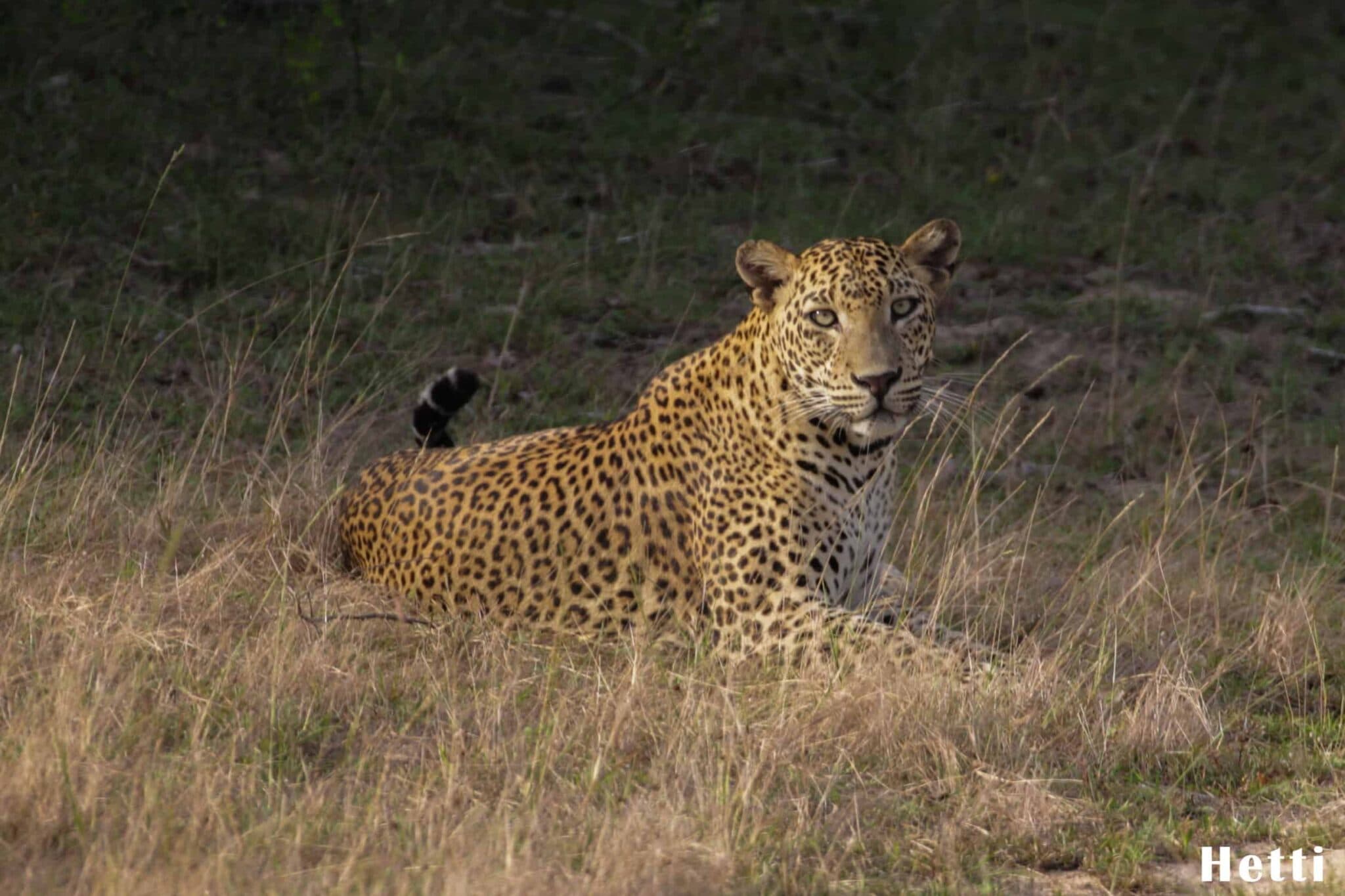 A leopard resting in tall grass, looking toward the camera, in a Sri Lankan national park