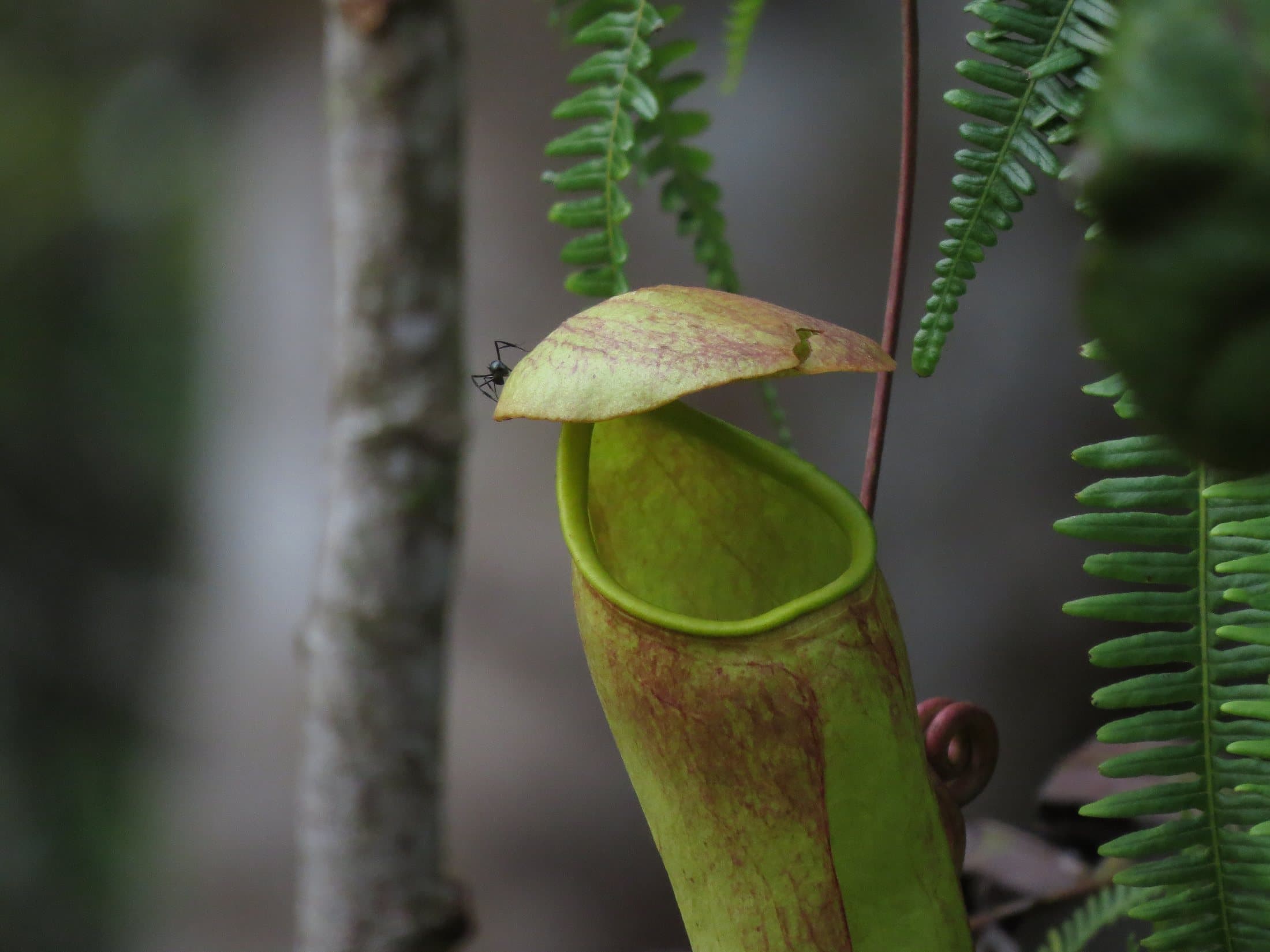 A green and red pitcher plant hanging among ferns in a Sri Lankan rainforest