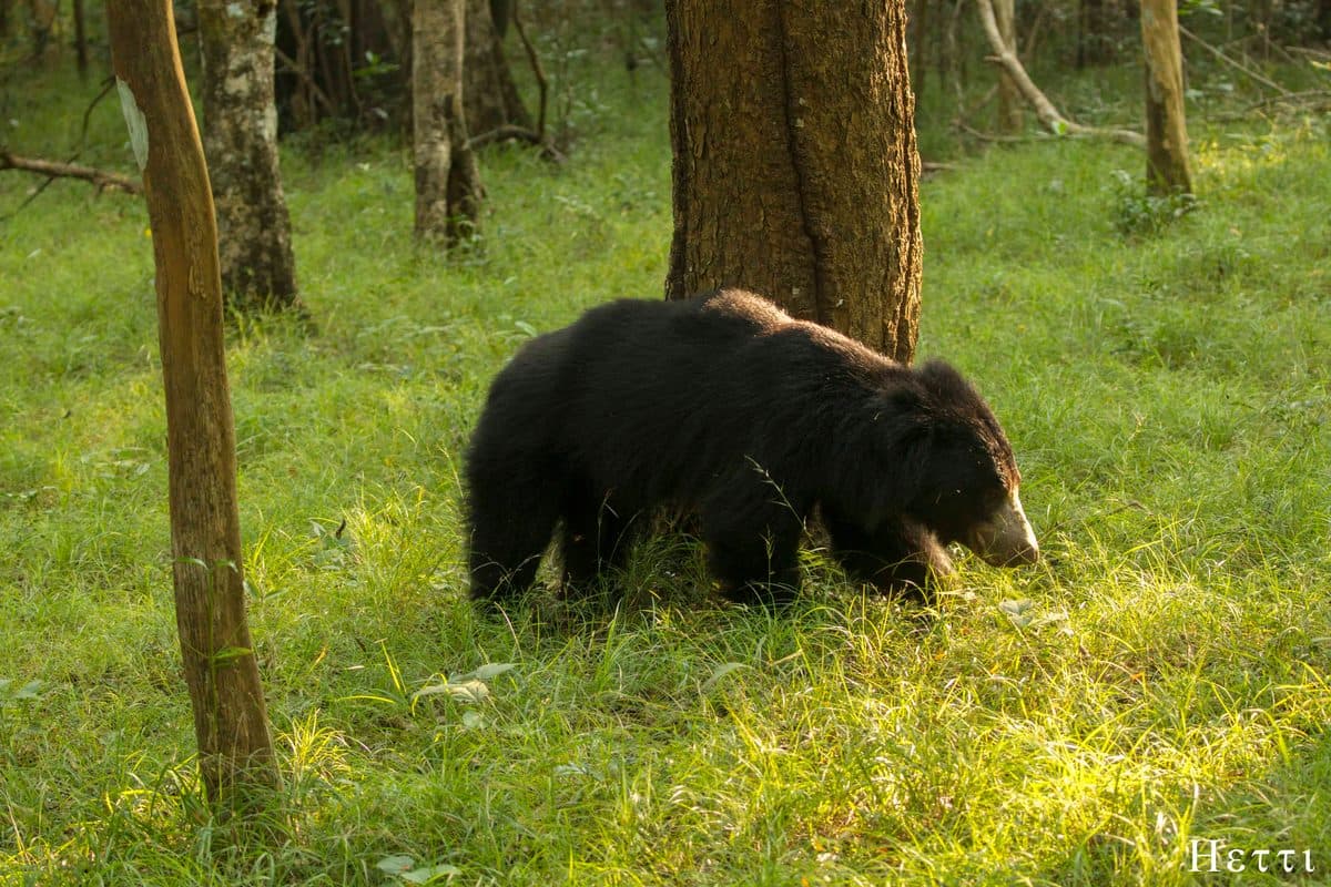 A sloth bear walking through forest undergrowth