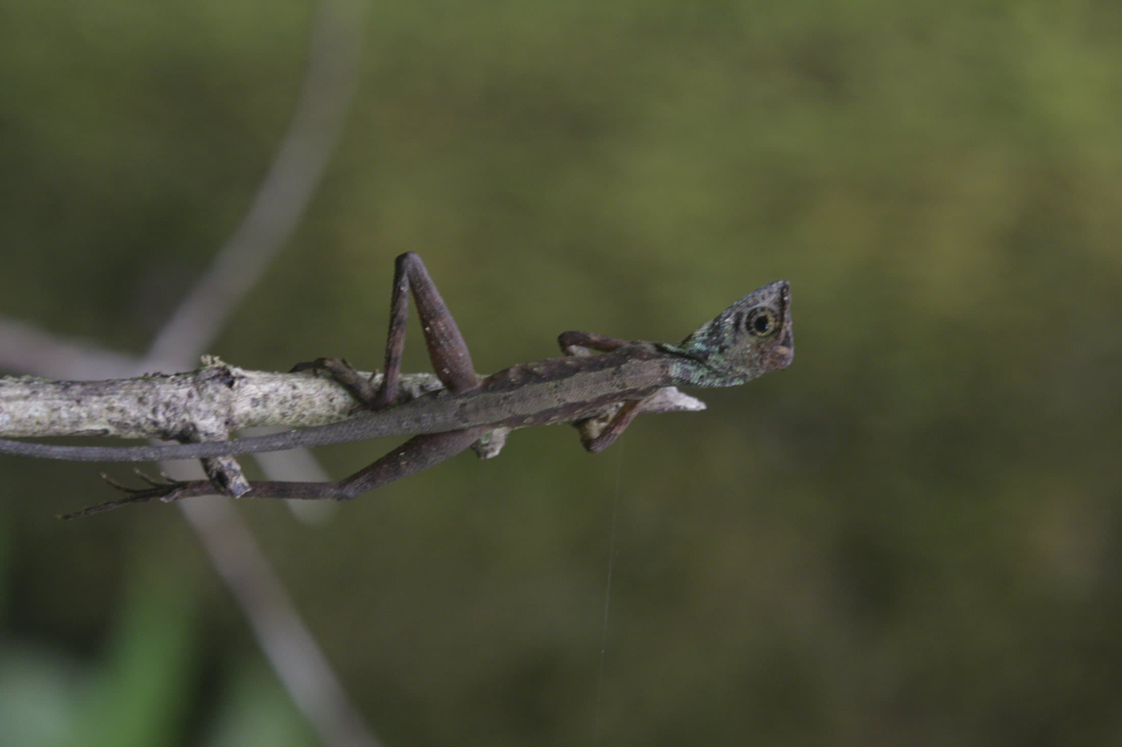 A stick insect camouflaged on a thin branch in a Sri Lankan forest