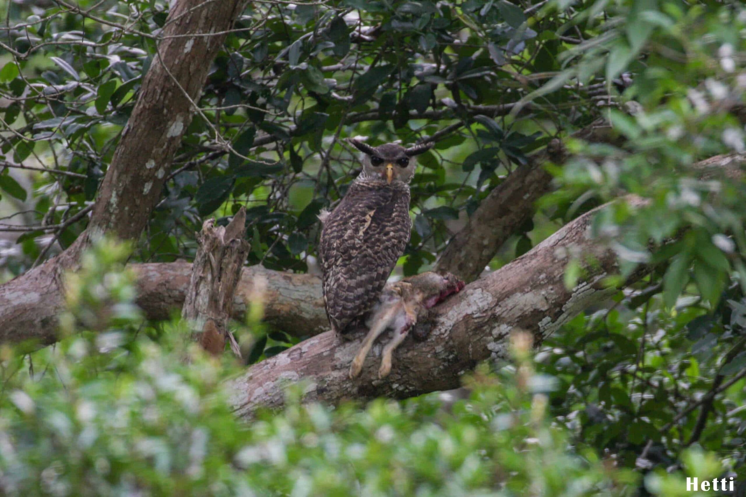 An owl perched in a tree at Bundala National Park