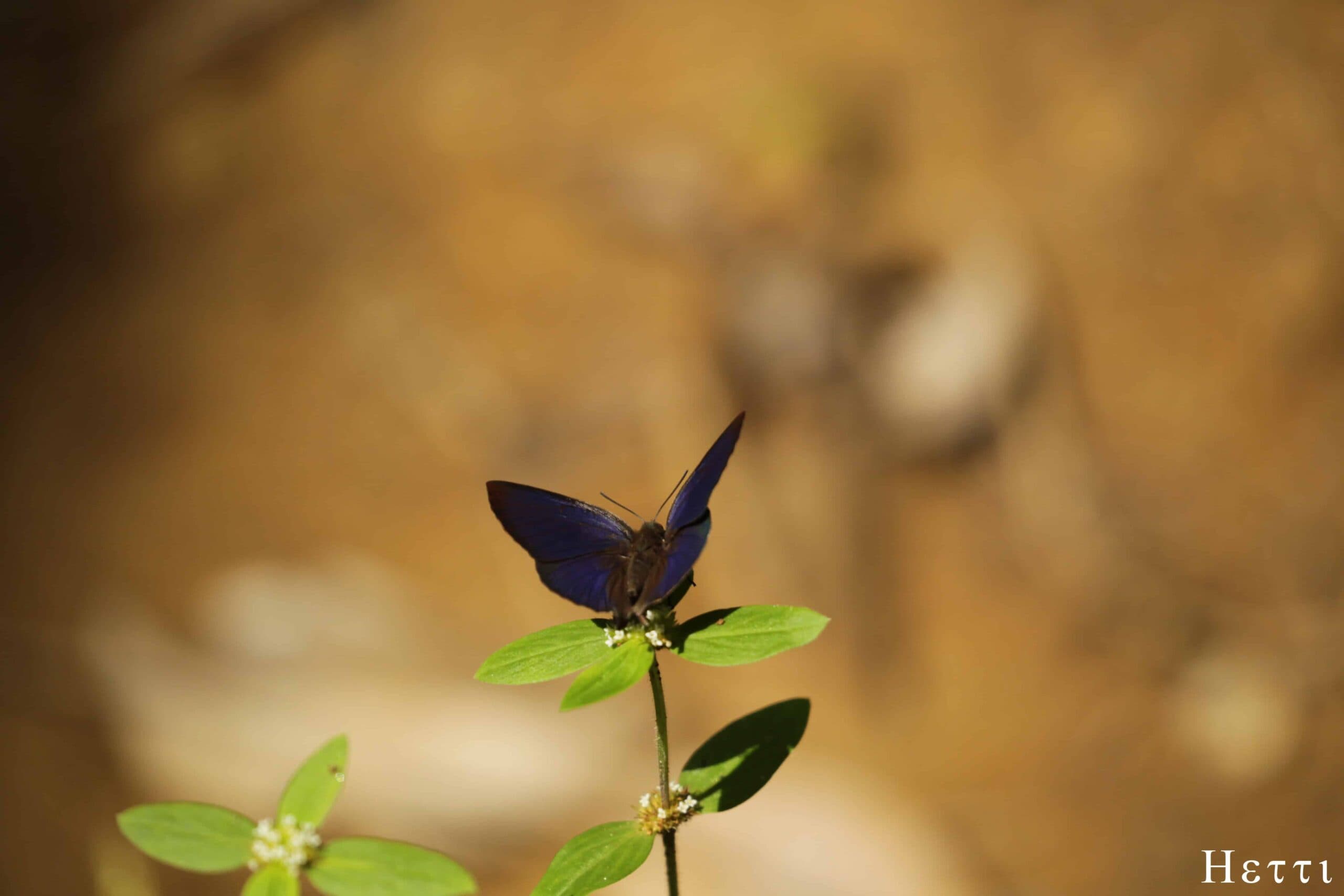 A blue butterfly resting on a plant in Horton Plains National Park