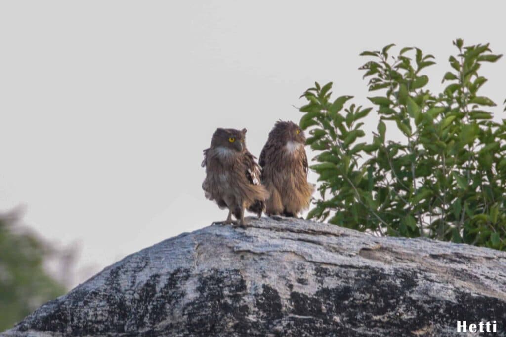 Two owls perched together on a rock in a Sri Lankan forest