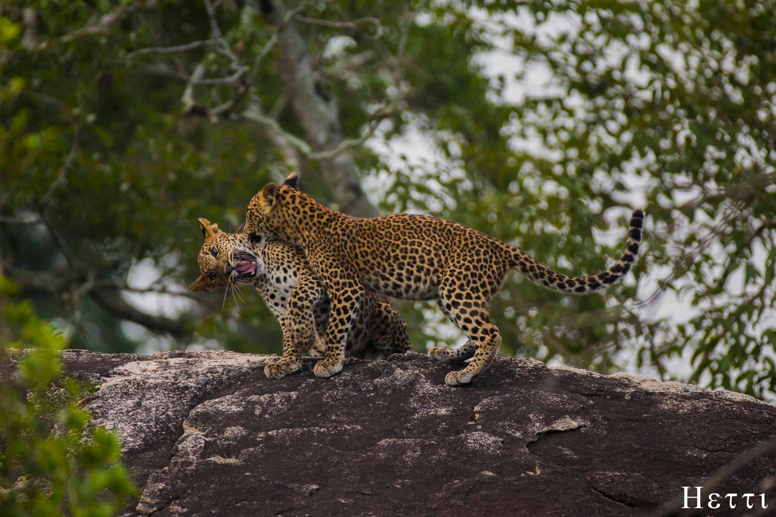 Two leopards interacting on top of a large rock outcrop in a Sri Lankan national park