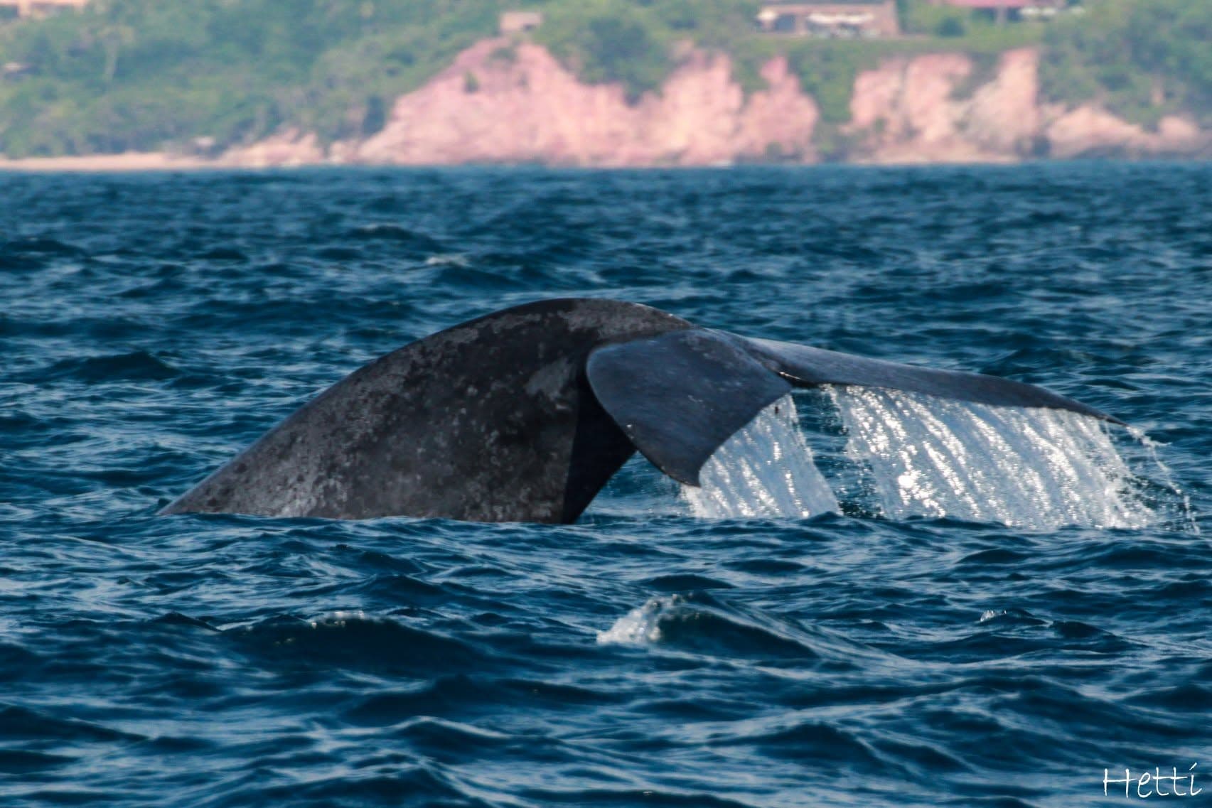 A whale's tail rising out of the ocean off the Sri Lankan coast, with cliffs visible in the distance