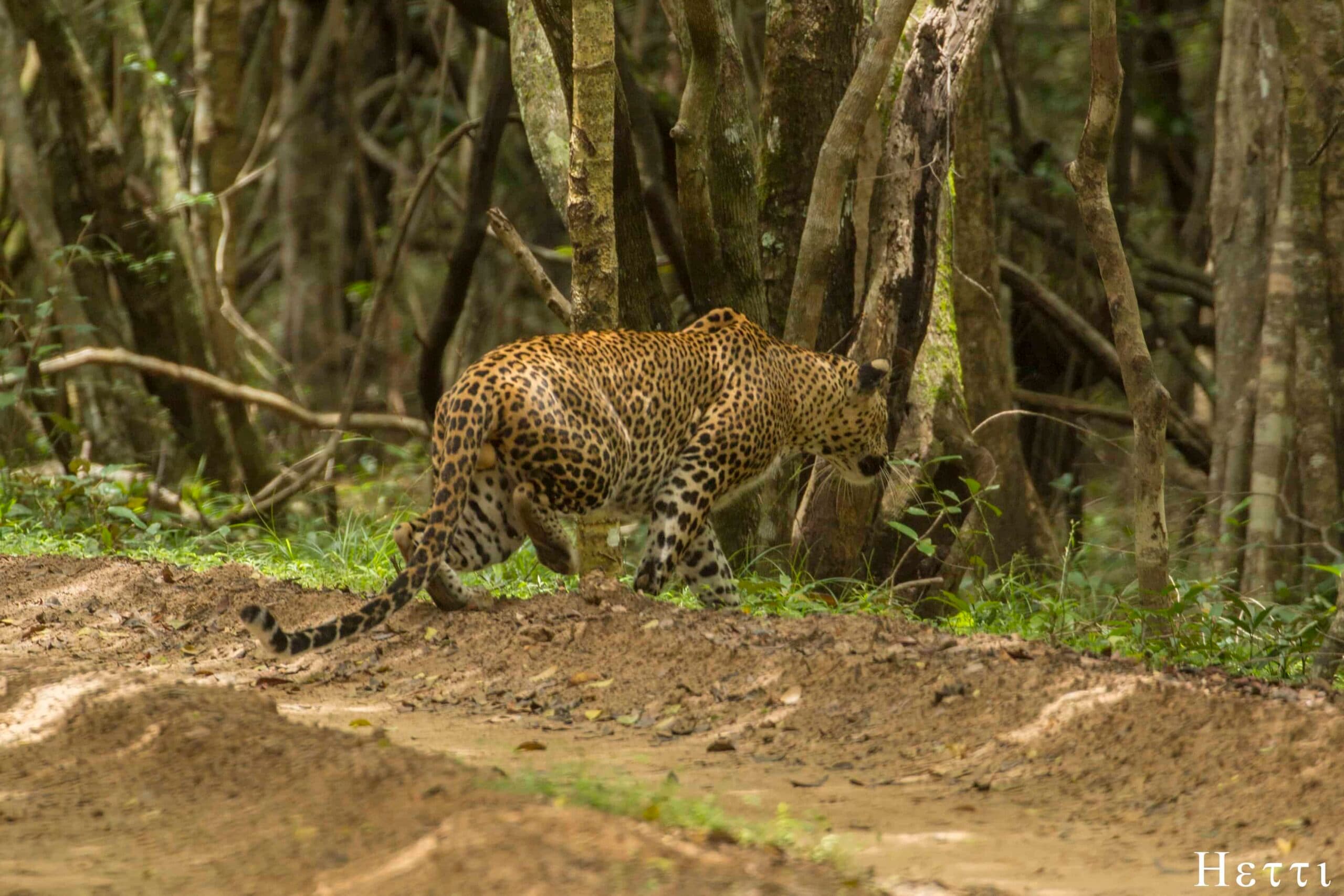 A leopard walking through forest in Wilpattu National Park