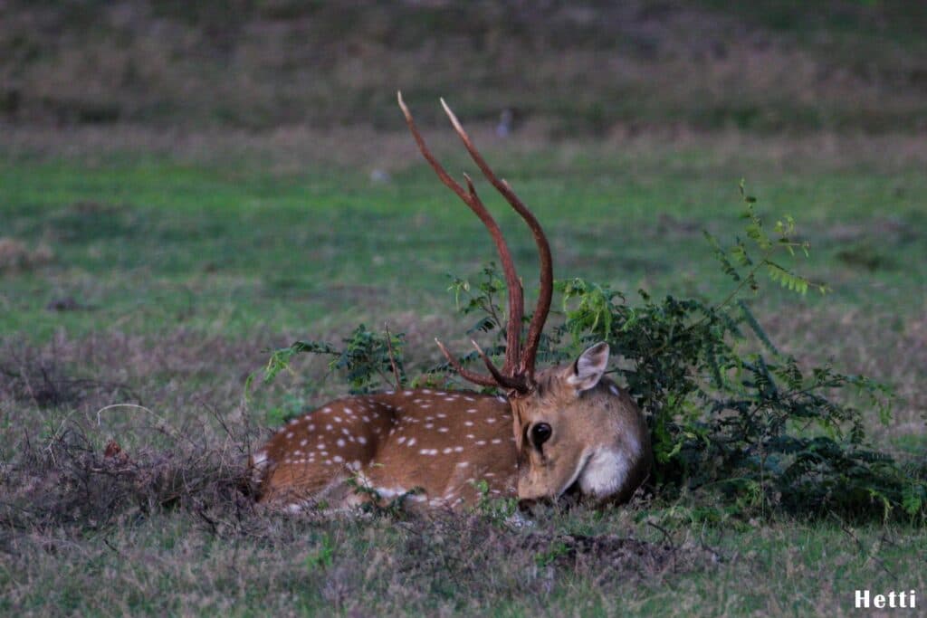 A spotted deer resting in grassland in a Sri Lankan national park