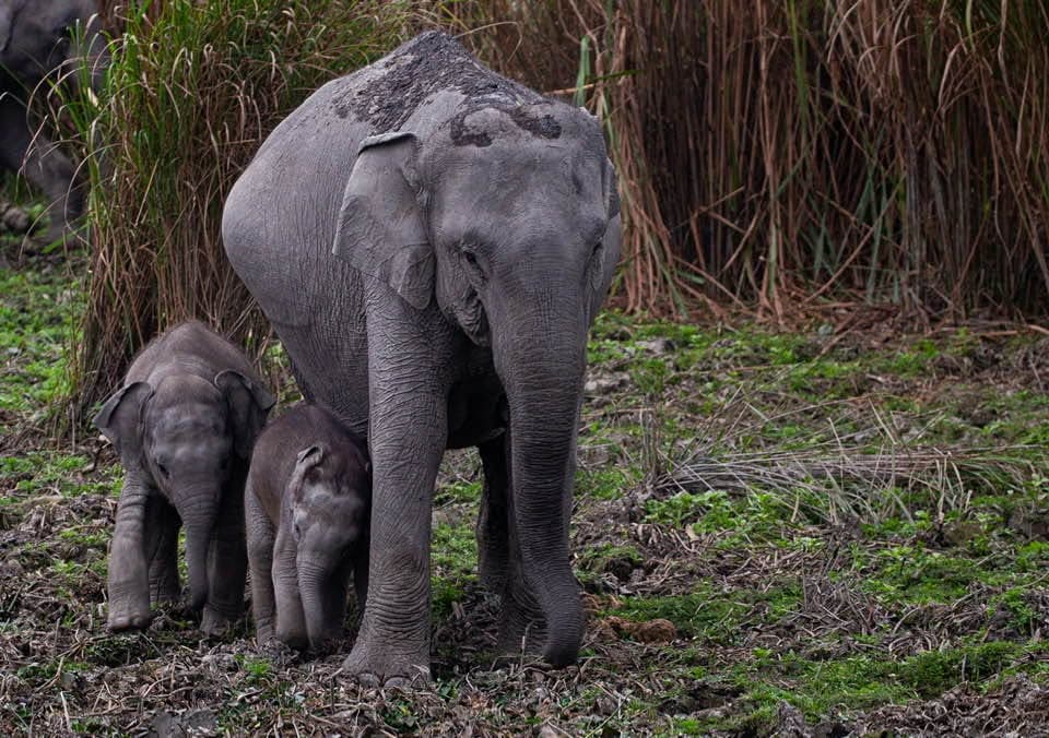 A wild Asian elephant grazing in a grassy wetland in Sri Lanka