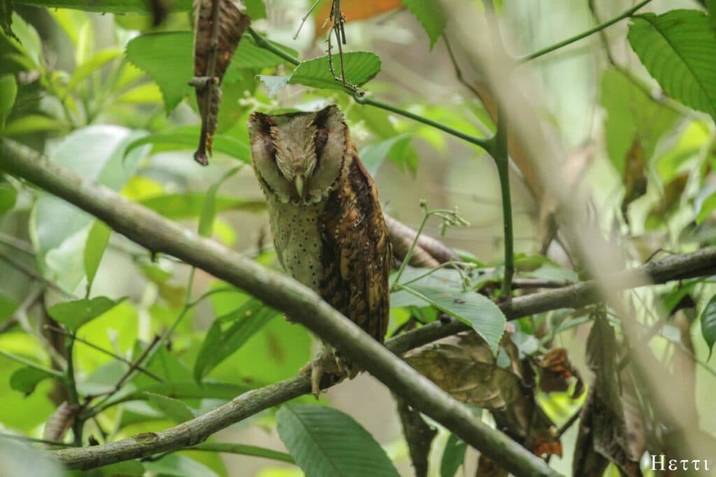 A small owl camouflaged on a forest branch in Sri Lanka