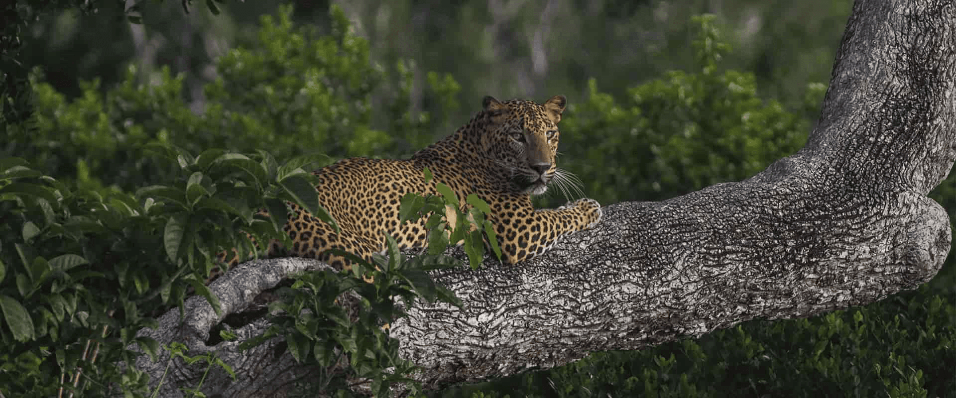 A leopard resting on a tree branch in Sri Lanka