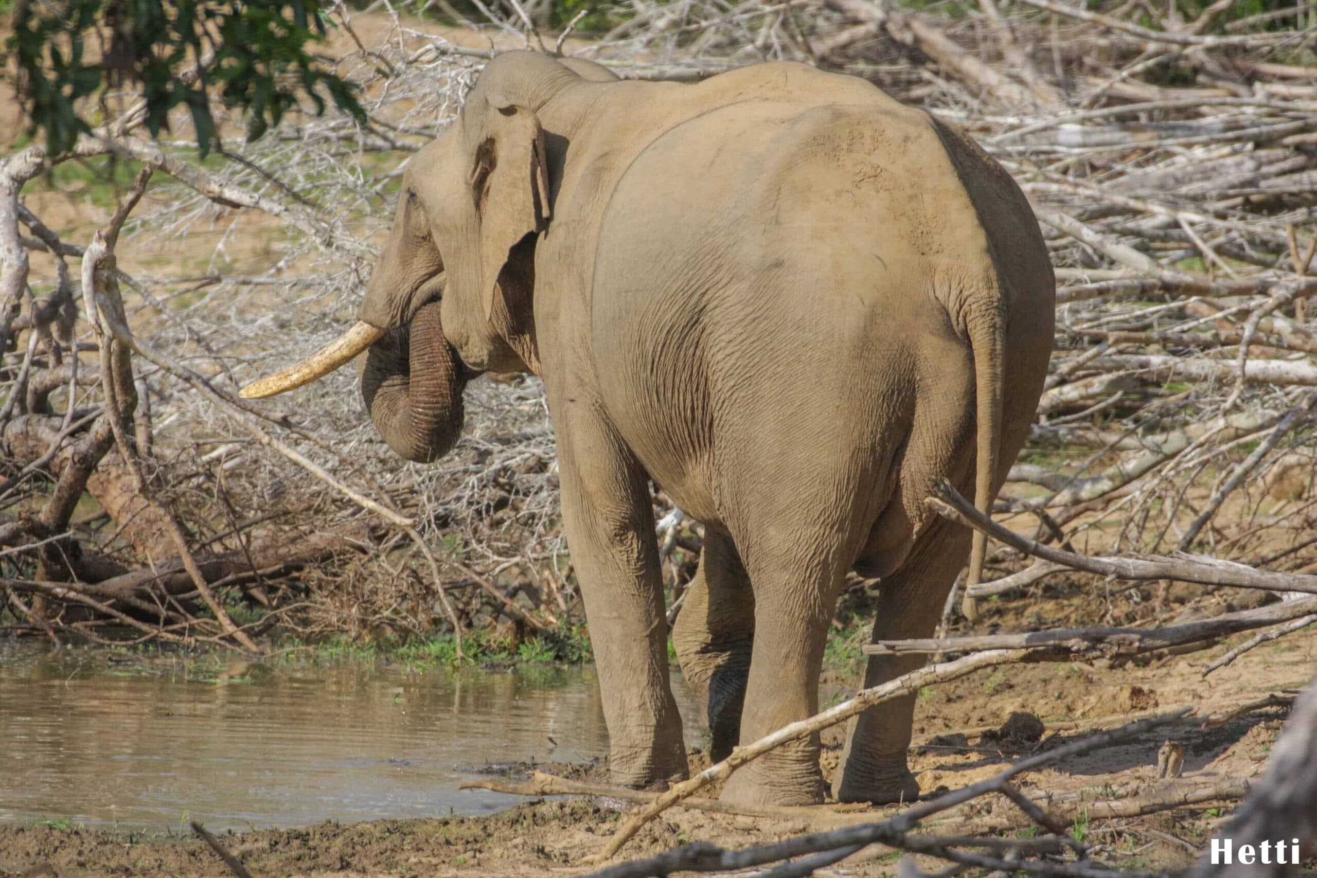 A wild elephant drinking from a waterhole in a Sri Lankan national park
