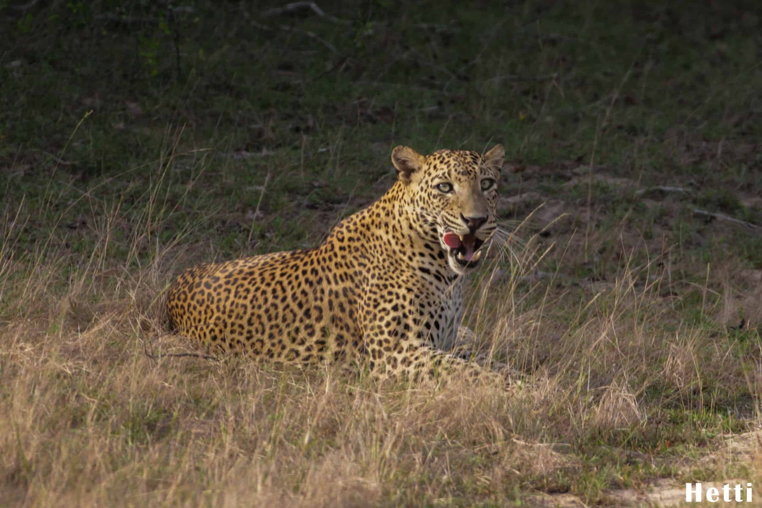 A leopard crouched low in dry grassland, alert, in a Sri Lankan national park